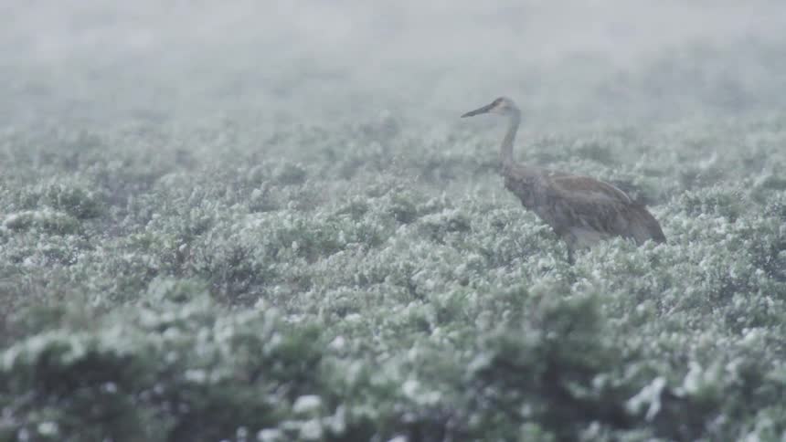 A sandhill crane foraging for food during a spring snow