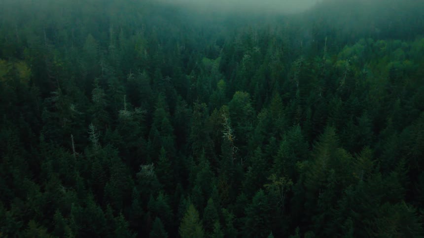 The forest is covered in heavy fog