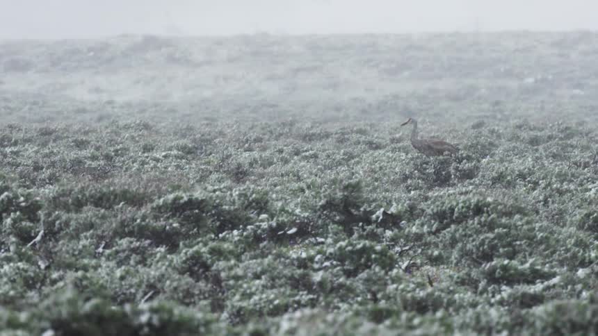 A sandhill crane caught in a spring snow storm