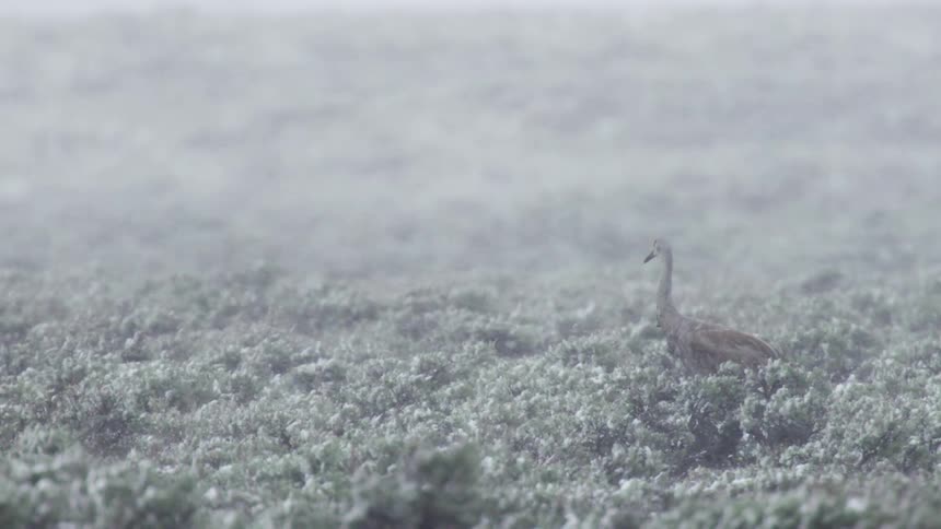 A sandhill crane looks around during a spring snow storm