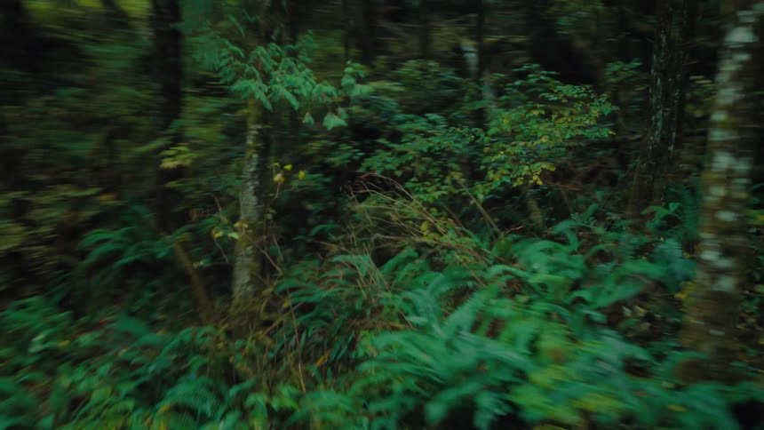 The path through the forest is empty