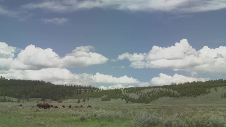 A herd of bison grazing in a large field