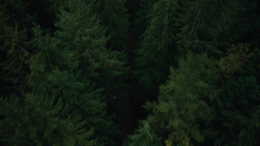 An aerial camera flies over a thick forest of trees in a foggy mountain valley