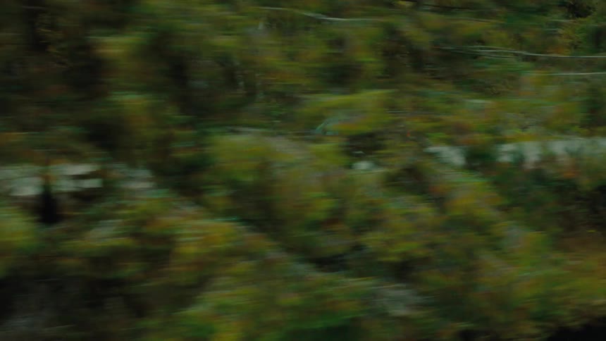 A car drives on the road by the forest