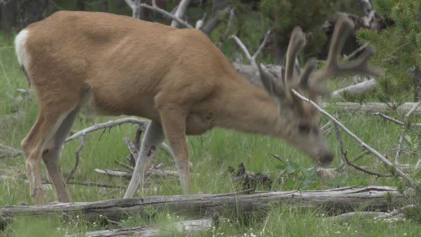 Deer grazing at the edge of a forest