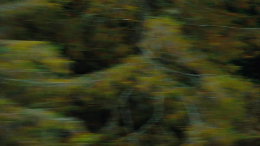 A black pickup truck travels along a remote road in an evergreen forest on an autumn day