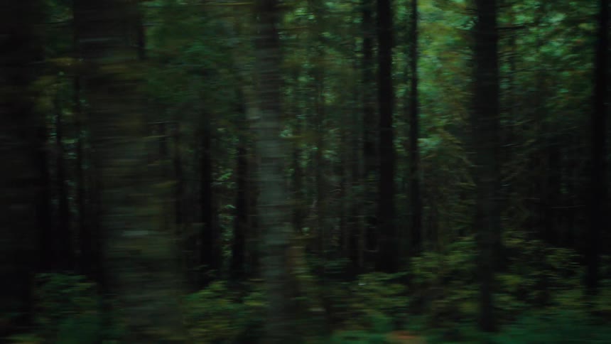 A forest is filled with numerous tall trees and a lot of vegetation