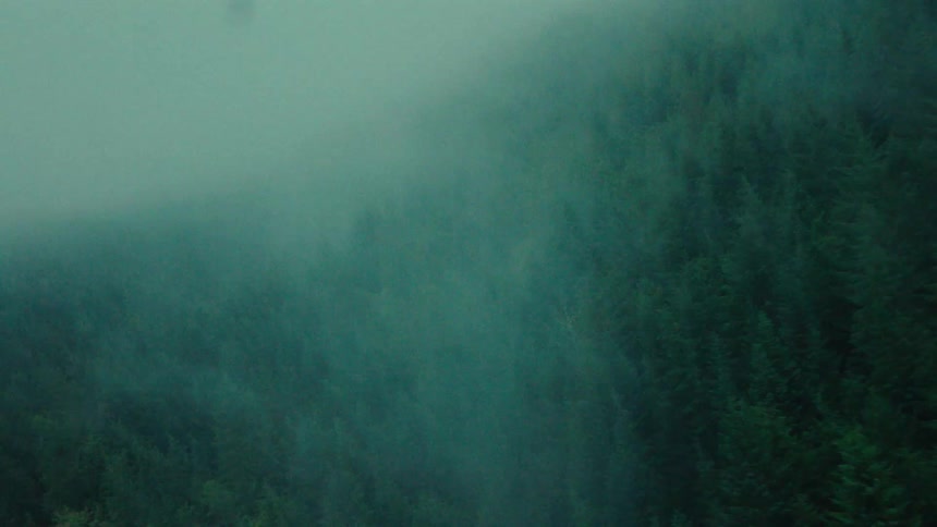 Heavy fog covers the forest