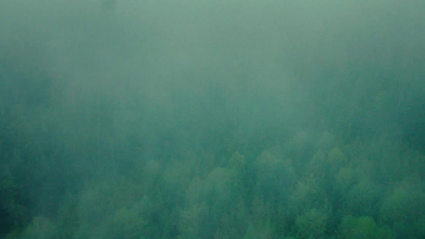 A fog hangs over a dense forest