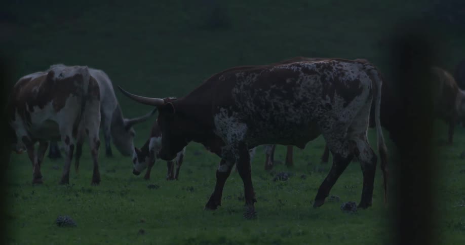 Cattle graze on grass in a pasture