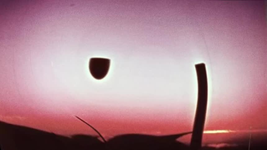 The sun is rising on the plant