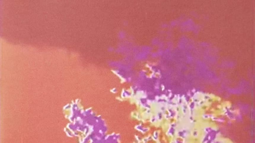 A tree of photoshopped colors blows in the wind