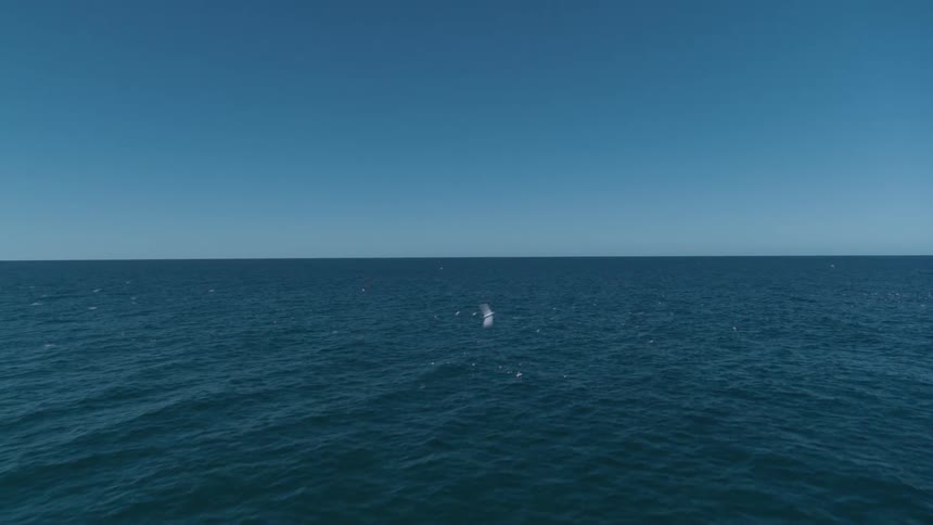 Birds fly over an ocean