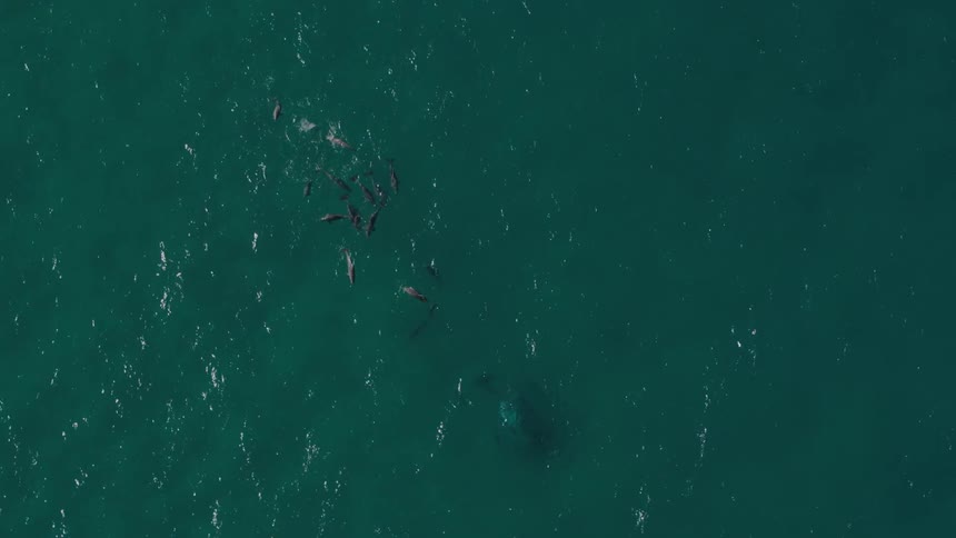 A small pod of gray dolphins are swimming in a blue ocean