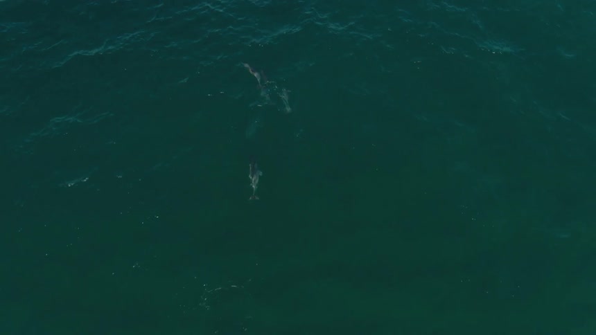 Several dolphins swimming in the ocean