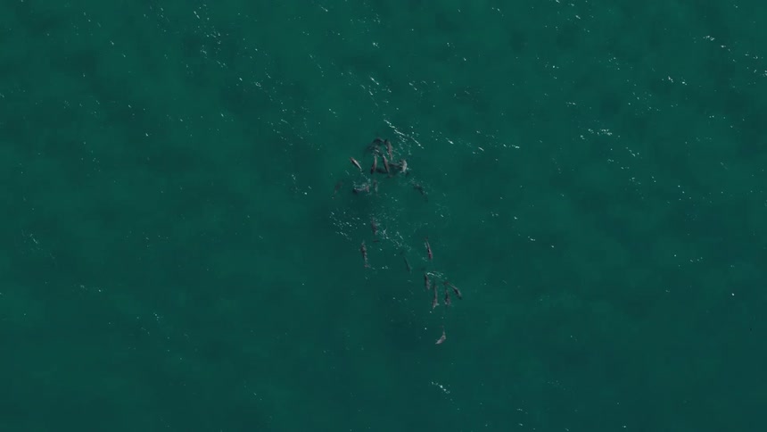 Aerial panorama of cluster of dolphins swimming through a crystal clear sea