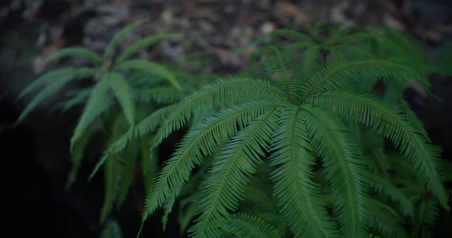 Closeup on a greenish and tropical plant in the jungle