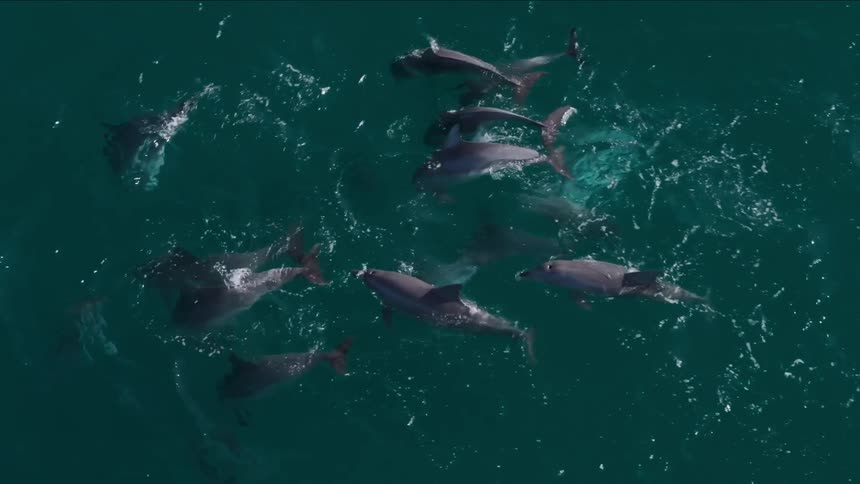 Dolphins swim in the sea