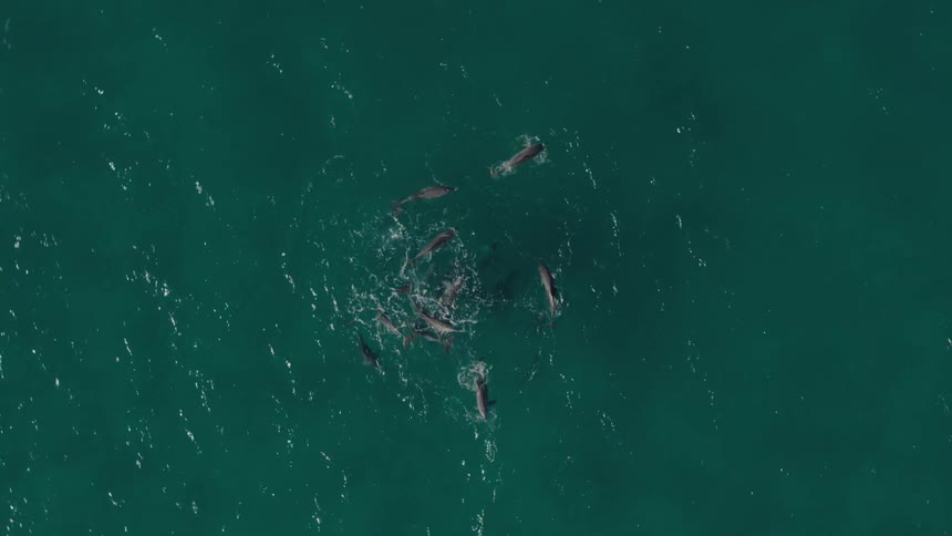 Dolphins playing together in the sea