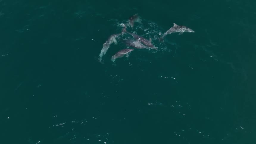 An overhead camera follows a pod of dolphins swimming in the open ocean
