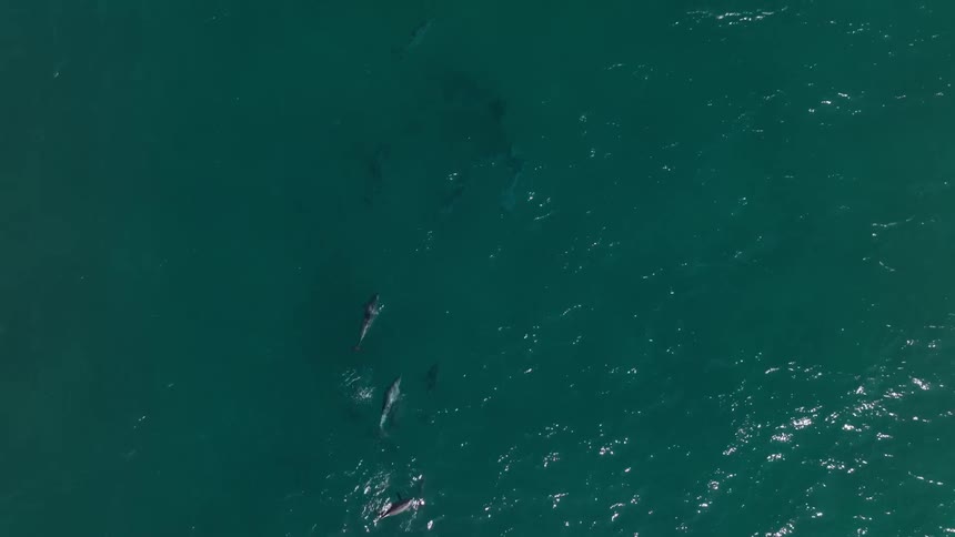 Aerial view of dolphins swimming through the sea