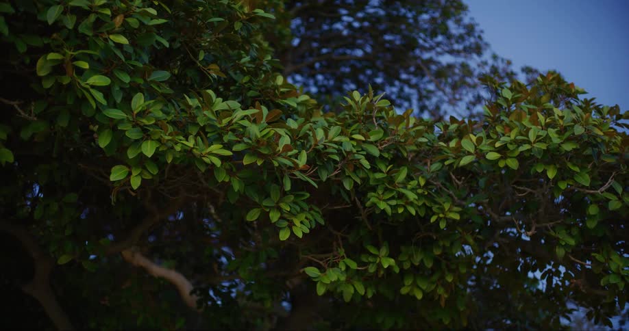 Greenish leaves of a tree and a cloudless blue sky