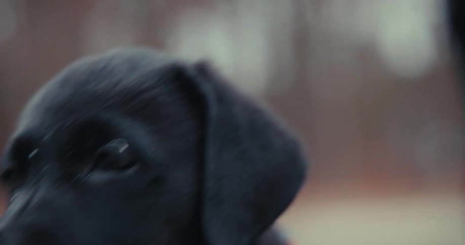 A puppy getting excited outdoors