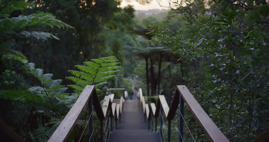Stairs and wood in the middle of a forest