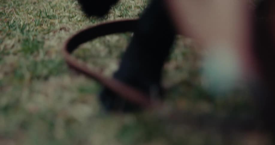 Paws of a small dog with a leather collar walking on a lawn