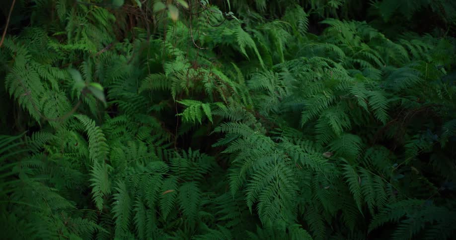 Leaves of a greenish tropical plant in a forest in daylight