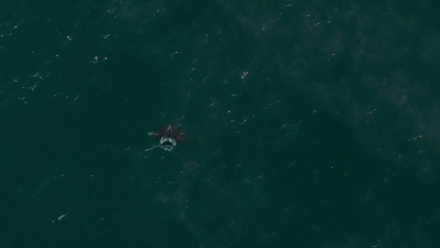 Aerial panorama of a clear blue sea with a manta ray