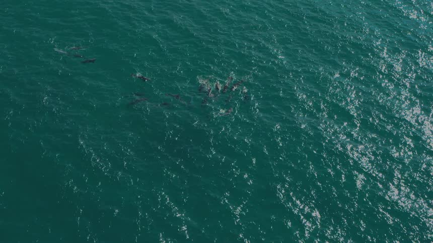 Aerial panorama of dolphins in the middle of the blue sea