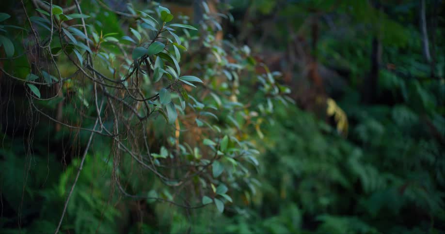Leaves on a tree in a forest