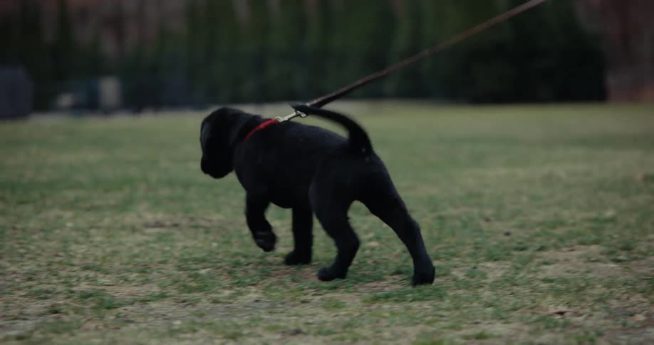 Happy puppy black retriever walking on a leash across the lawn