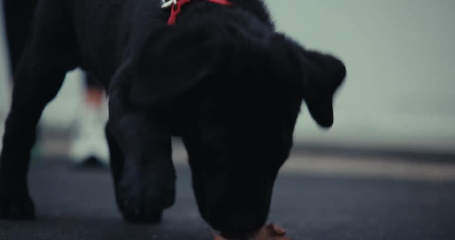 Black puppy retriever playing with a leaf outdoors