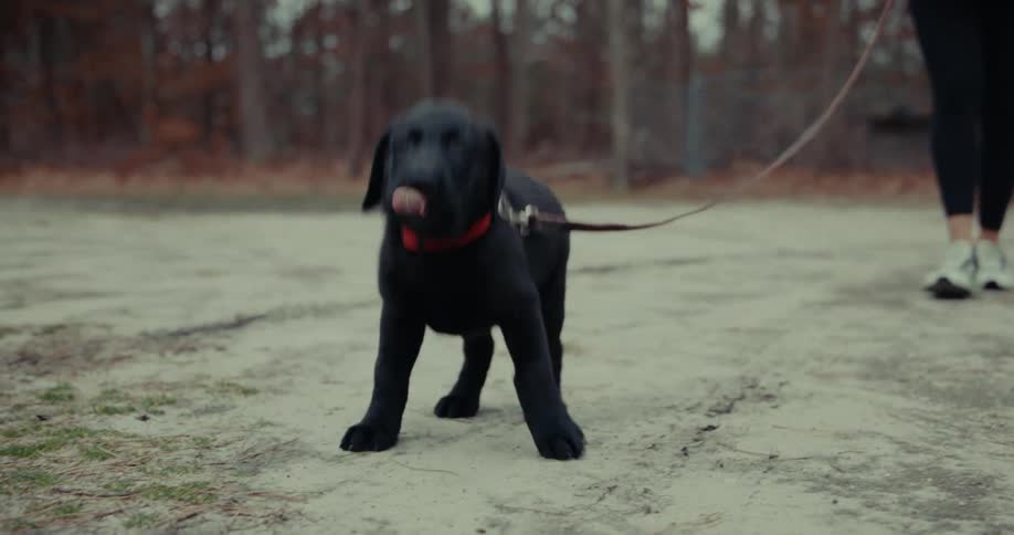 Black puppy walking on a leash with the help of its owner