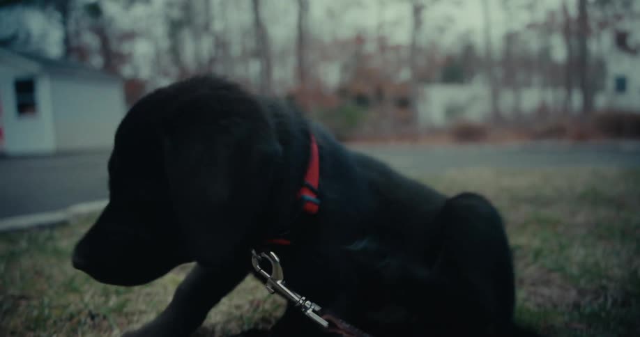 Dog on a leash is sitting in the grass during the fall season