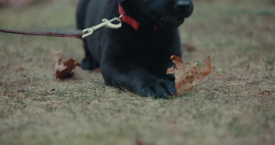 A puppy is playing with a leaf while sitting outdoors in the grass