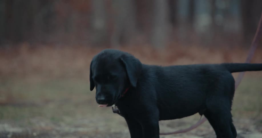 Puppy is standing in a wooded landscape in the grass