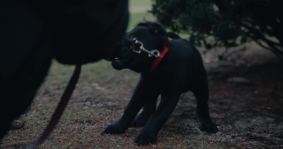 Black puppy retriever aggressively tugging at its leash
