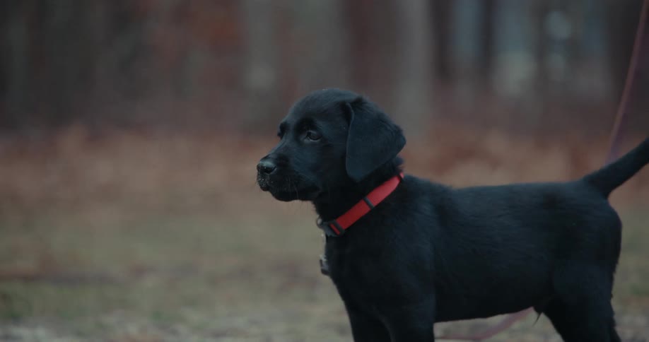 Black puppy with red collar standing on the lawn outdoors