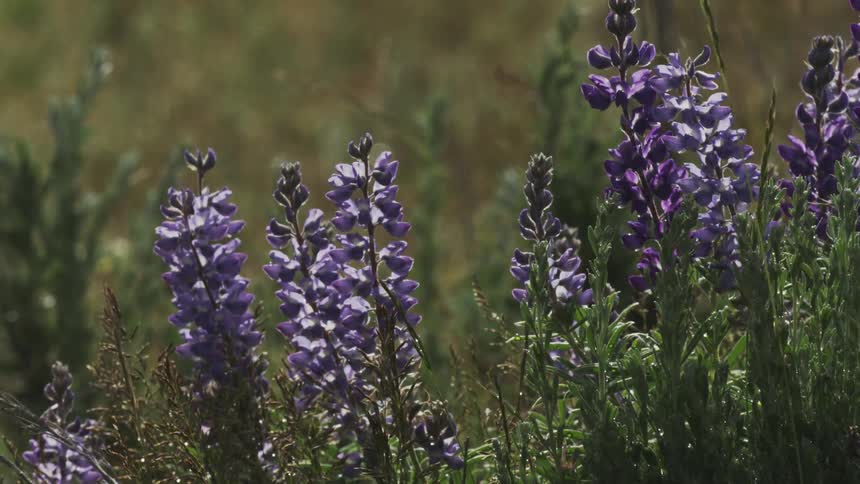 Flowers in a meadow during the day