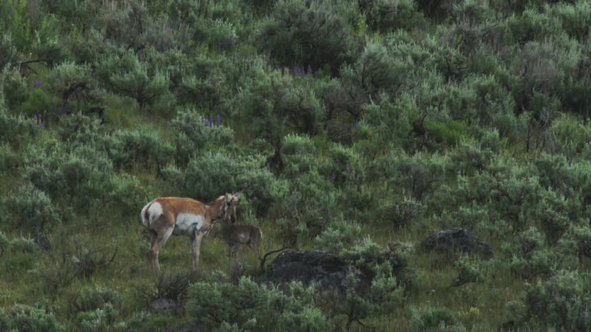 A baby pronghorn grazing with its mom