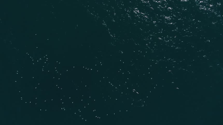 Flock of birds floating around on the ocean water
