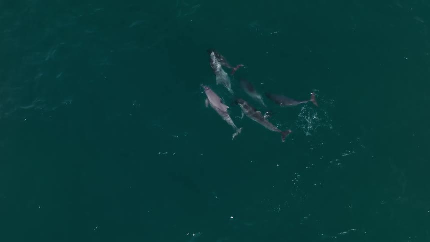 Dolphins swim together in the sea