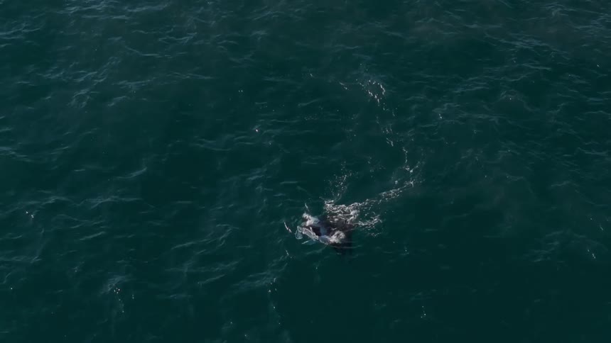 Top view of a manta ray swimming through the blue sea