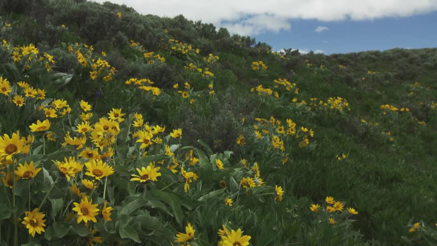 A hillside of yellow flowers on a summer day