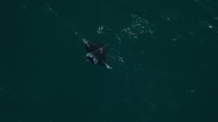 Top view of a surfaced manta ray swimming through the sea