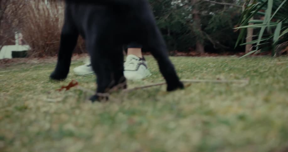 A woman takes a puppy for a walk