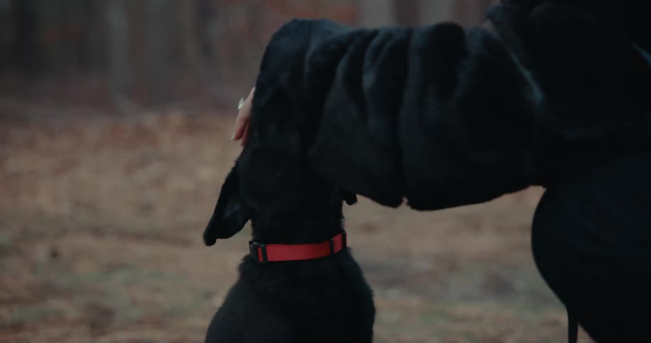 Woman is in a wooded scenery and playing with her puppy